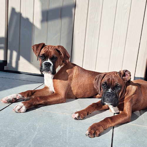 Two boxers outside on a patio