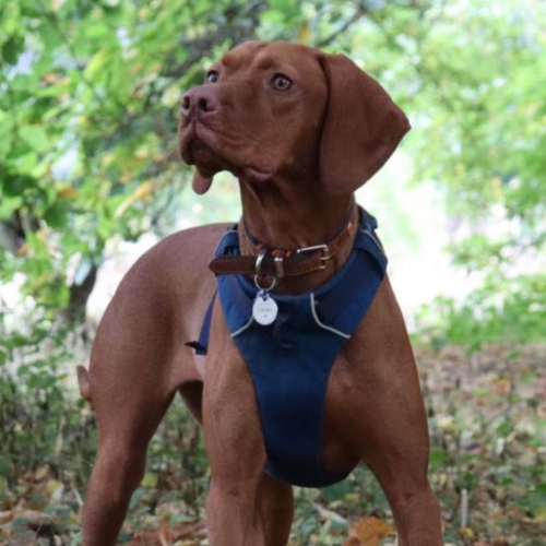 Vizsla in a forest with a harness on