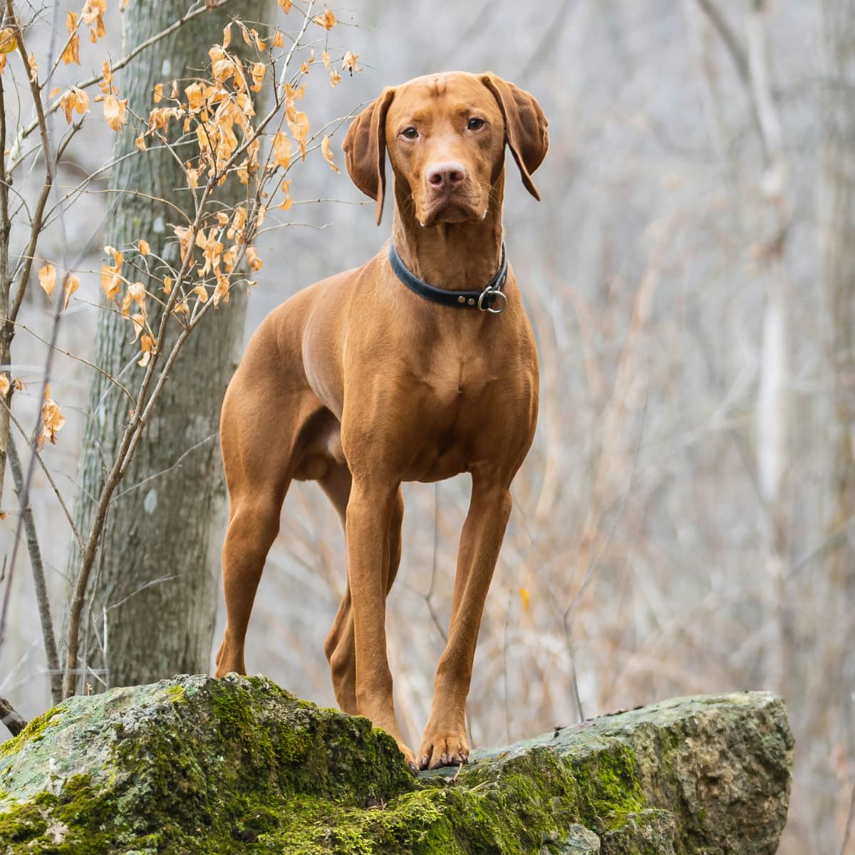 Brown dog standing on a rock in a forest setting