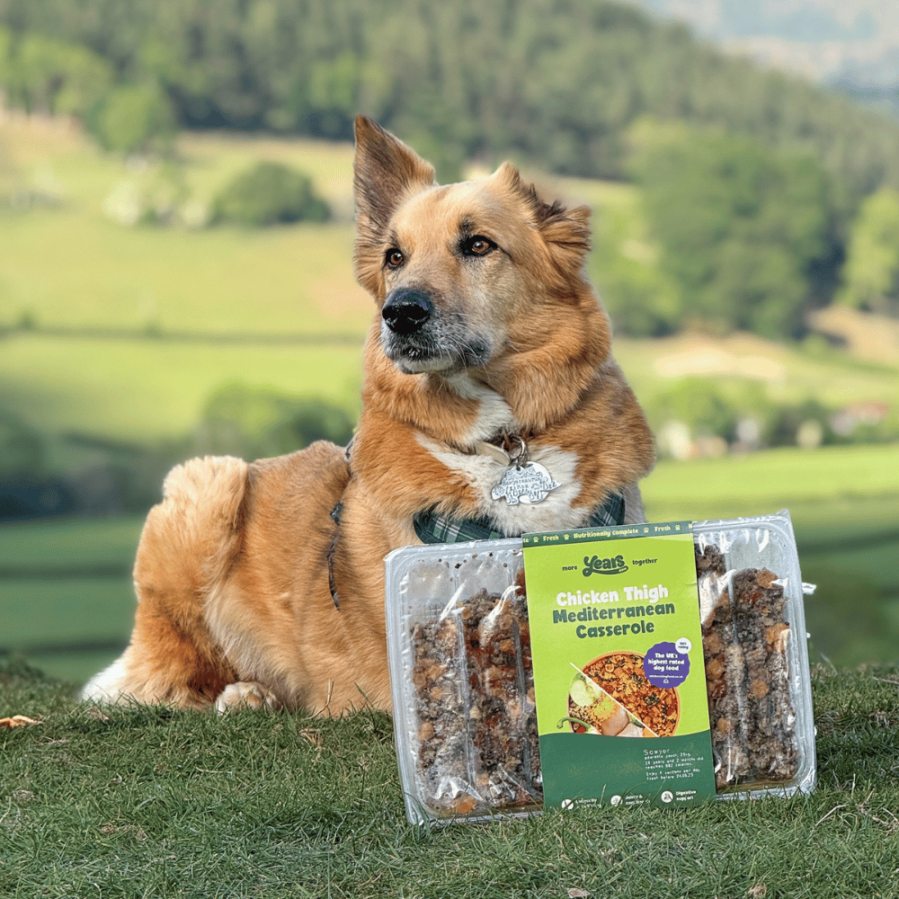 weight management friendly dog food
