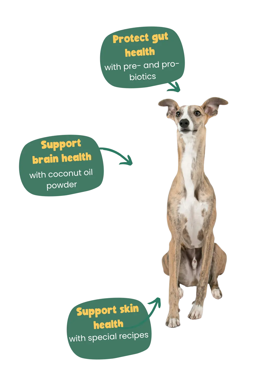 Whippet breed health benefits