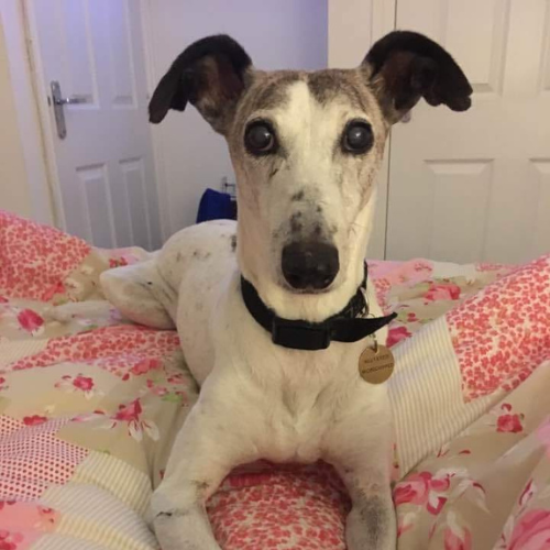 Dog sitting on a floral bedspread with a white door in the background