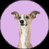 whippet profile