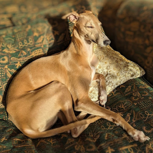 Whippet in the sunlight on a sofa