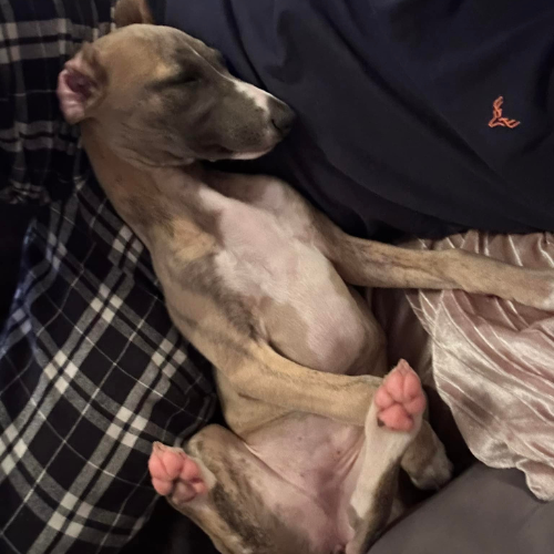 whippet puppy asleep