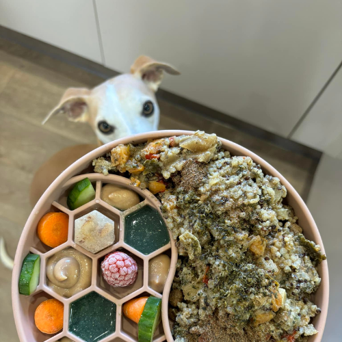 Whippet with Years dog food