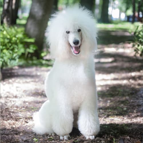 white poodle in a forest