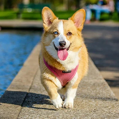 Why is my dog itching so much?