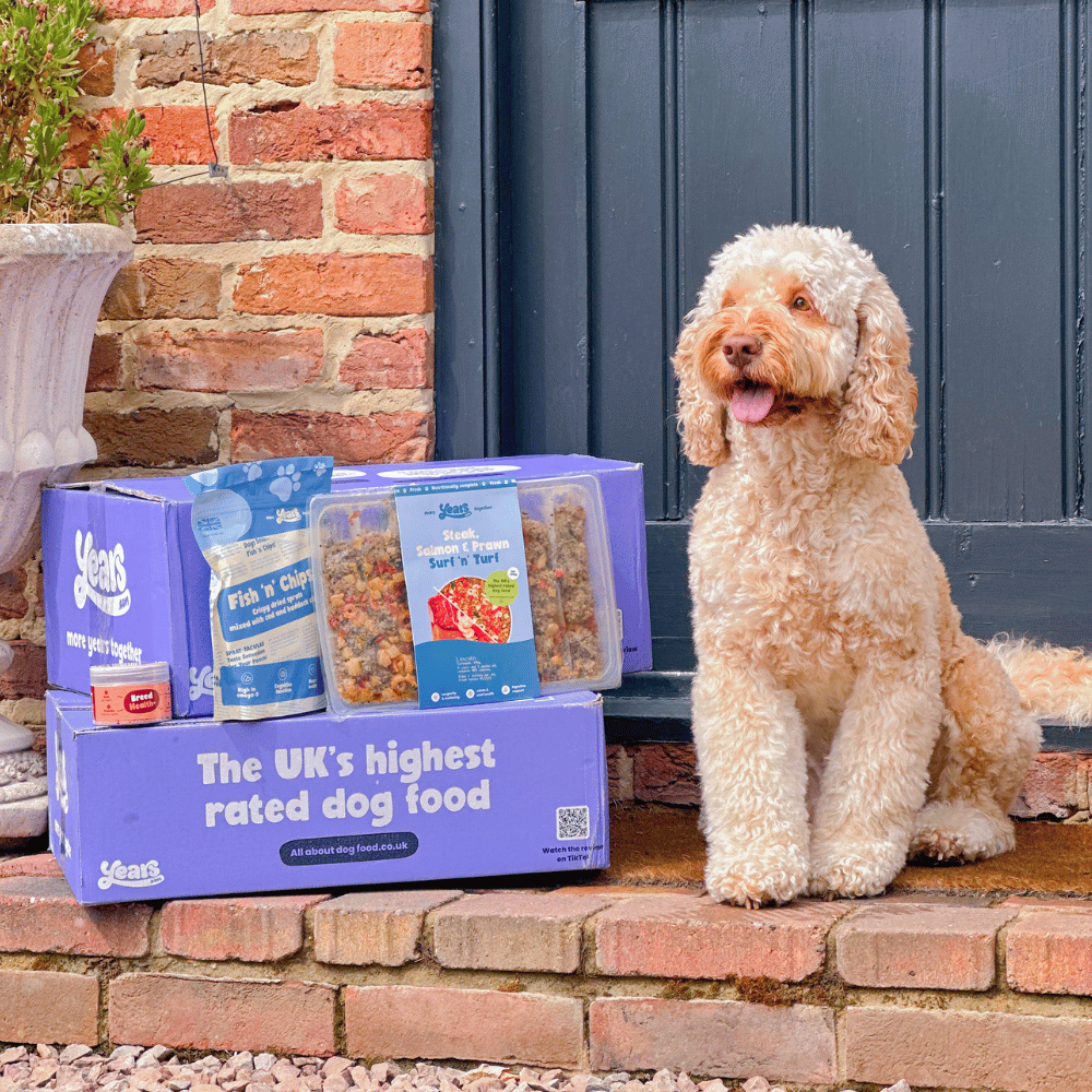 dog with Years dog food on step