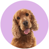 Cocker Spaniel face sticking tongue out