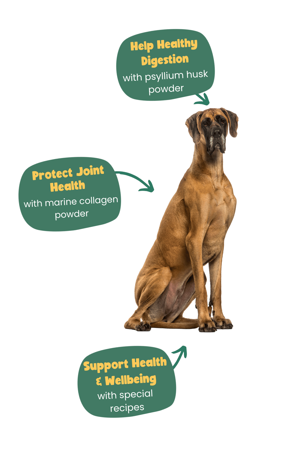 years giant breeds health conditions