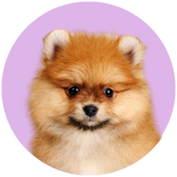 Pomeranian profile