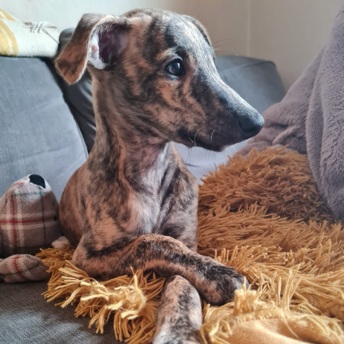 Whippet puppy 