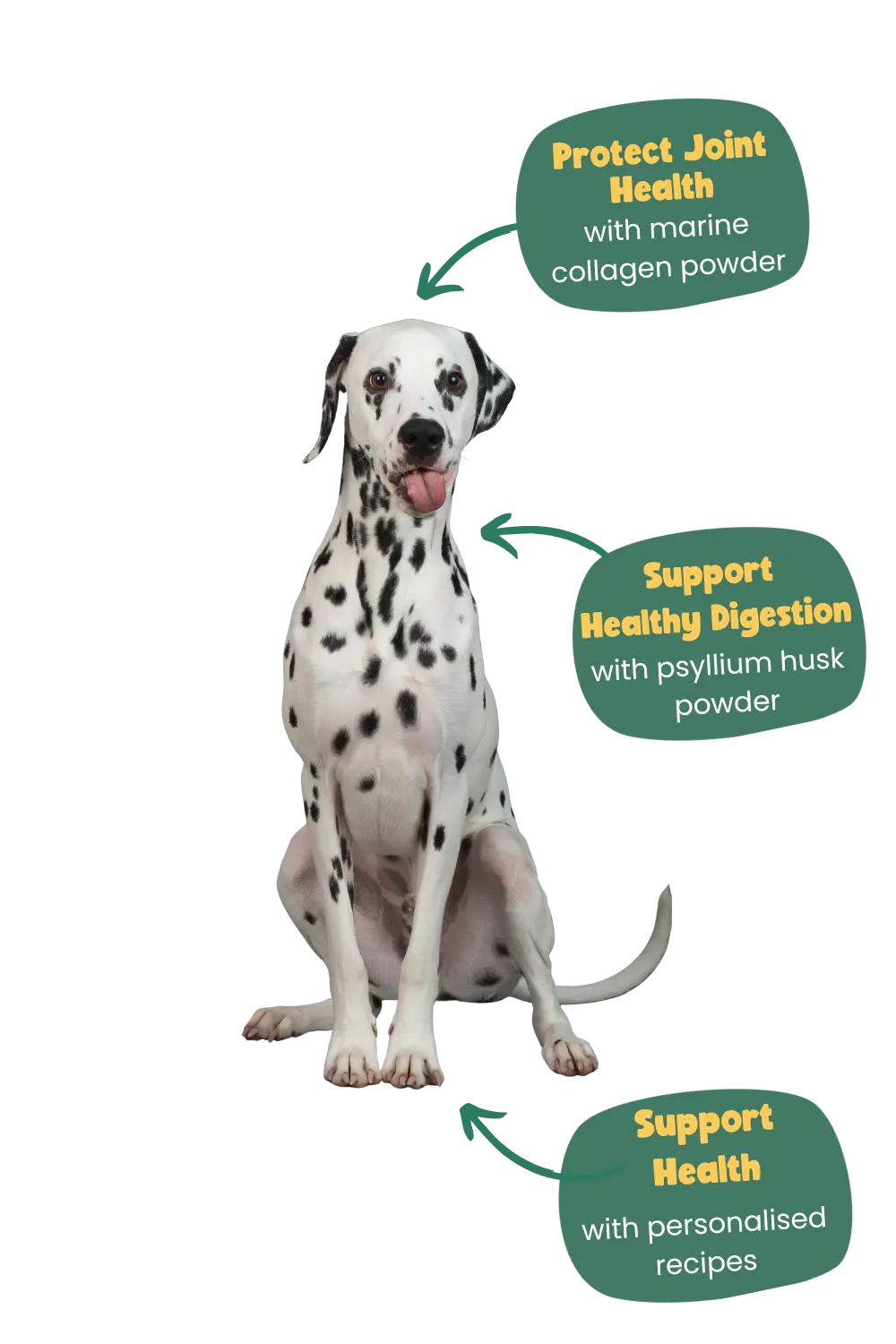 health benefits of years for Dalmatians