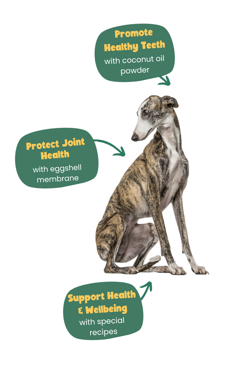 Greyhound health benefits years