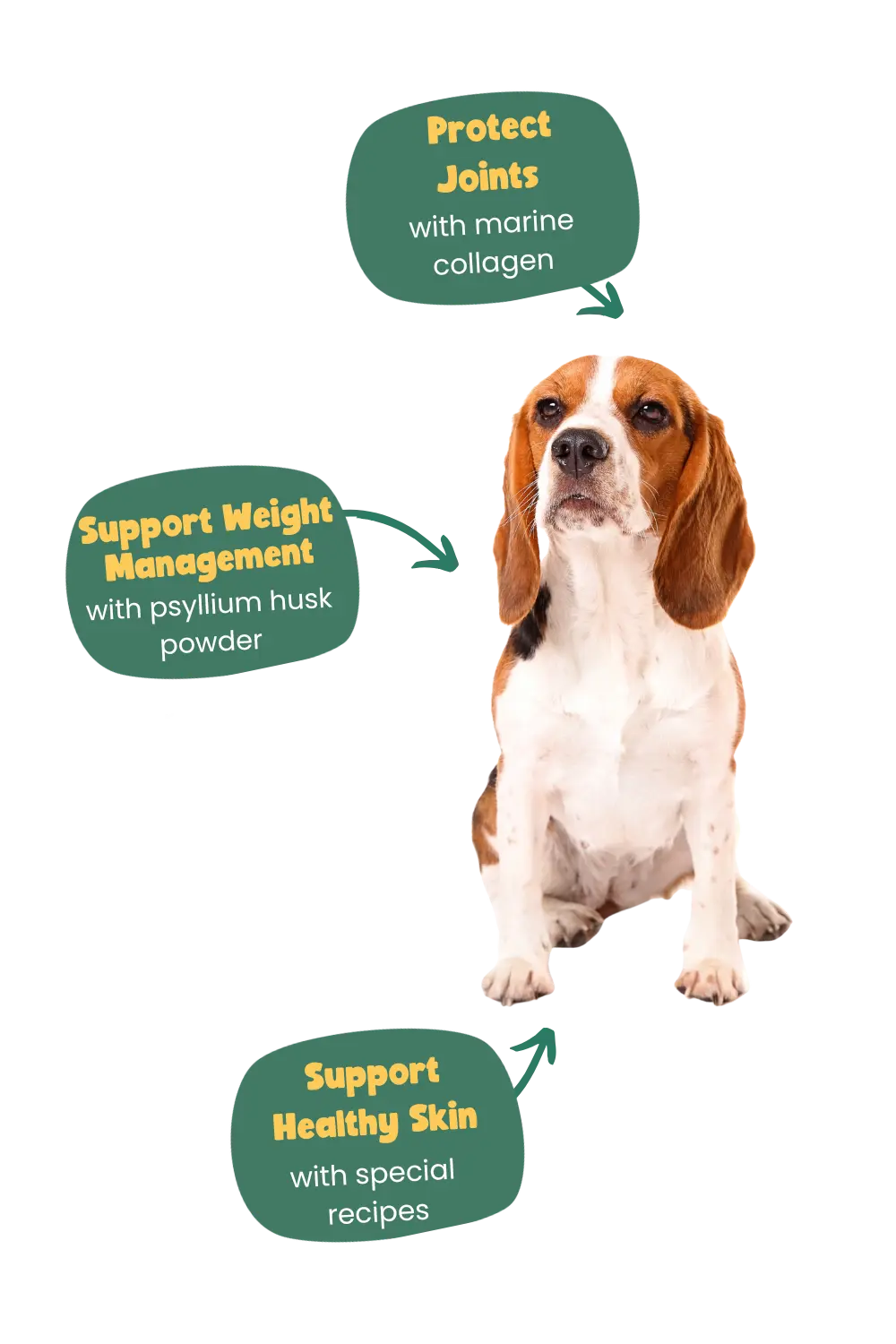 Beagle health benefits of Years