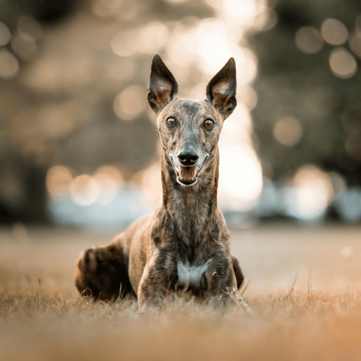Years Greyhound food