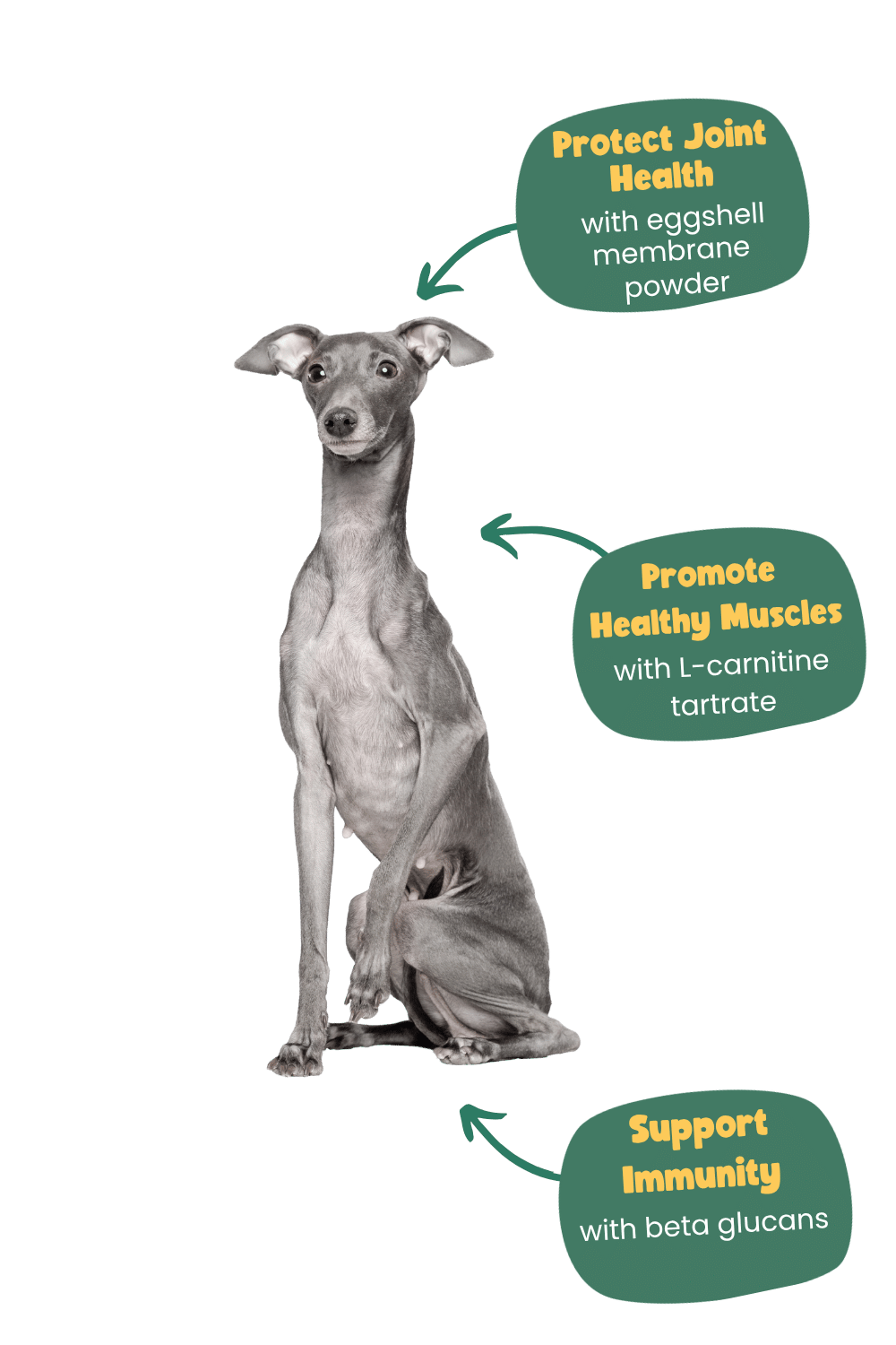 Italian greyhound years benefits